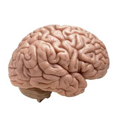 personality quizzes